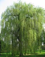 Salix Alba - White Willow